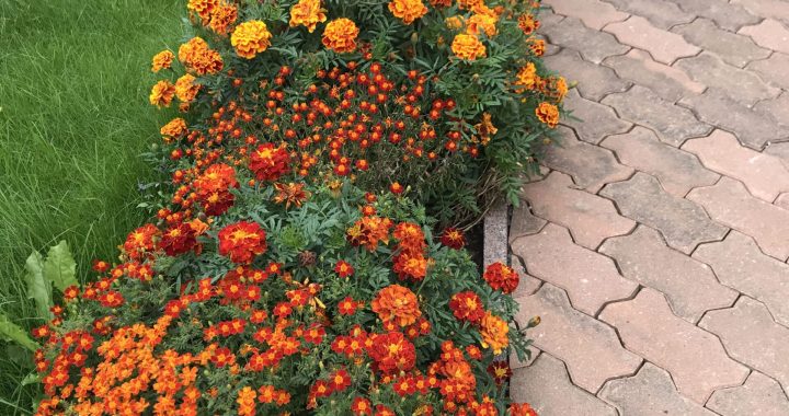 30 Stunning Flower Bed Ideas to Transform Your Garden