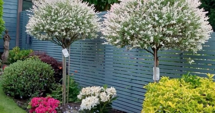 23 Inspiring Fence Ideas to Boost Your Curb Appeal