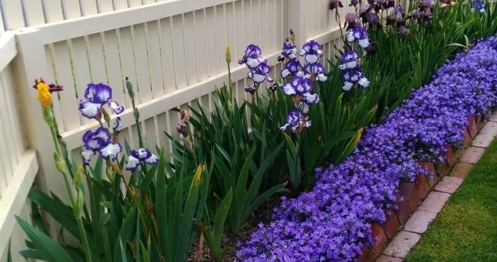 21 Great Fence Ideas You’ll Love