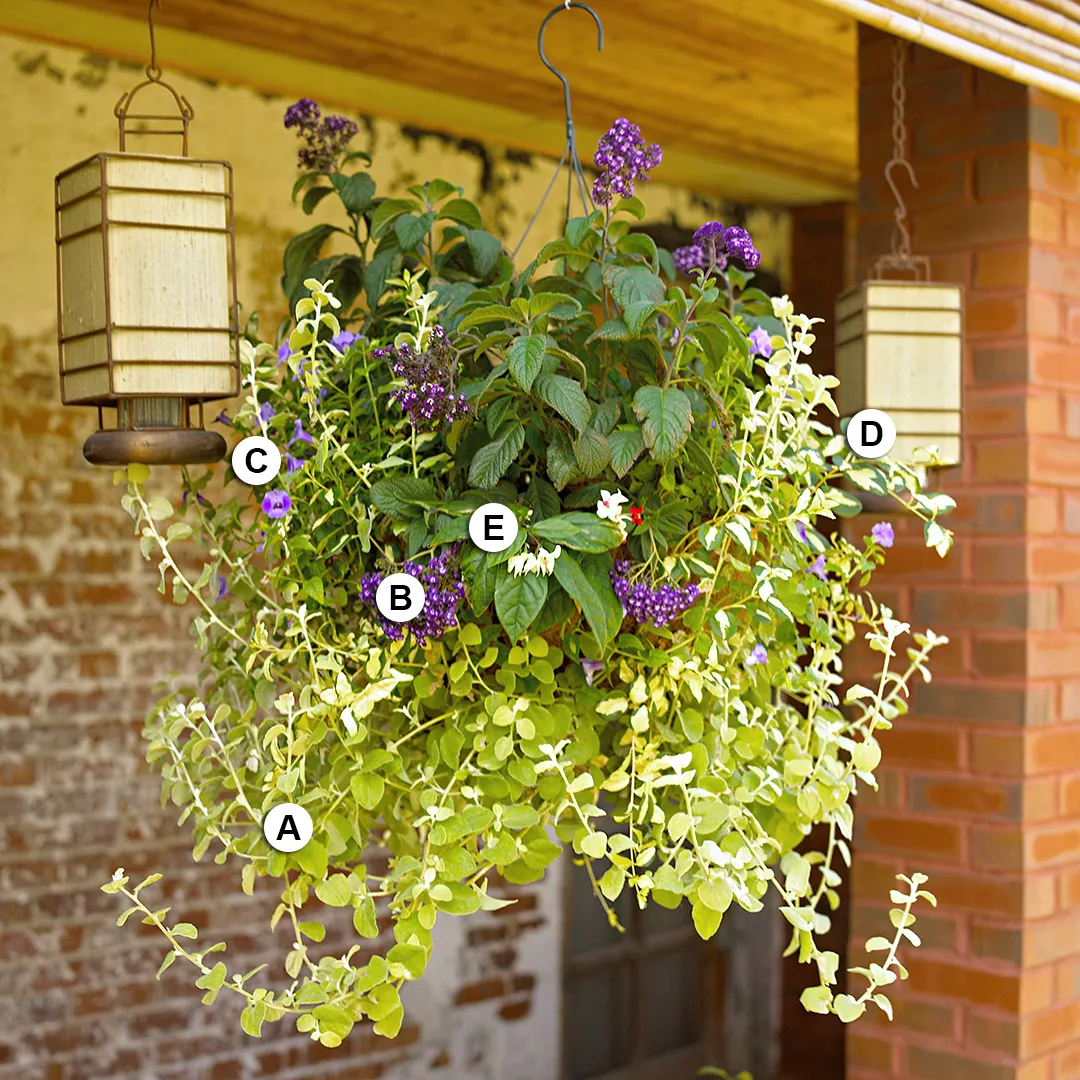hanging basket on porch with contrasting colors