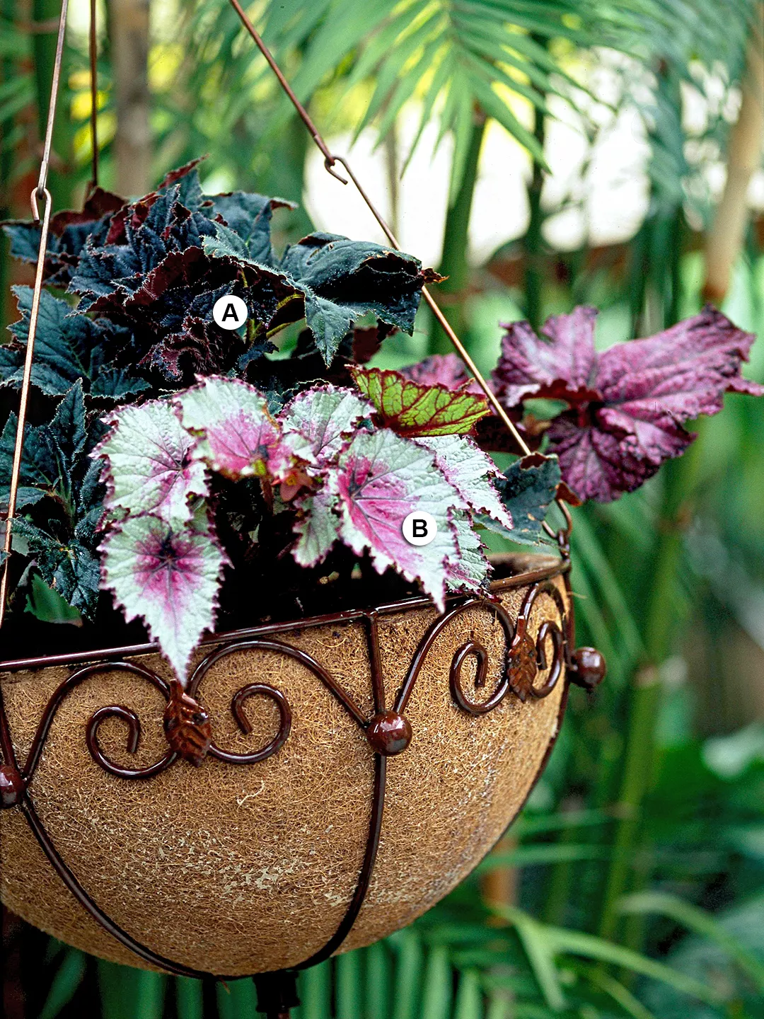hanging basket planter with begonia varieties