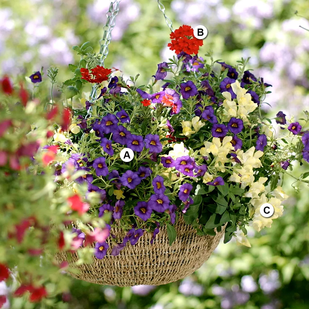 patriotic-themed hanging basket with calibrachoa