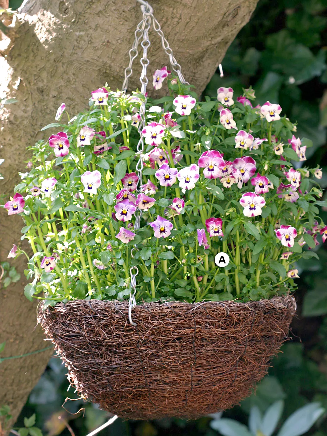 purple cutie pie violas in hanging basket