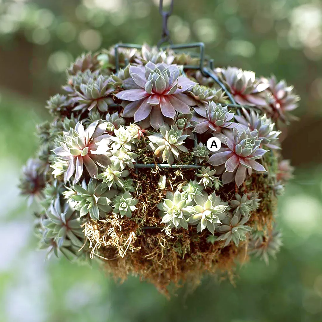 hens and chicks succulents in moss hanging planter