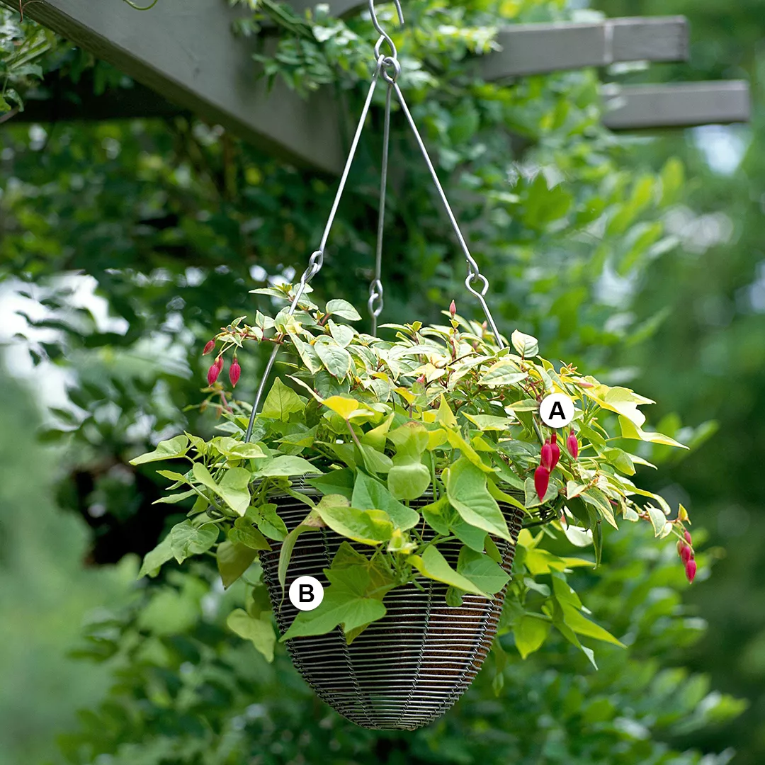 fuchsia and sweet potato vine hanging from arbor