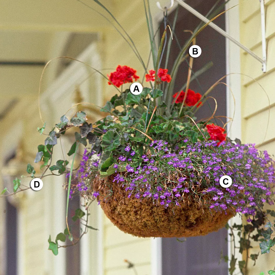 geraniums ivy and lobelia in hanging planter on porch