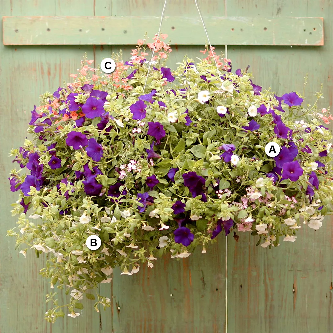petunias calibrachoa and diascia hanging on green fence