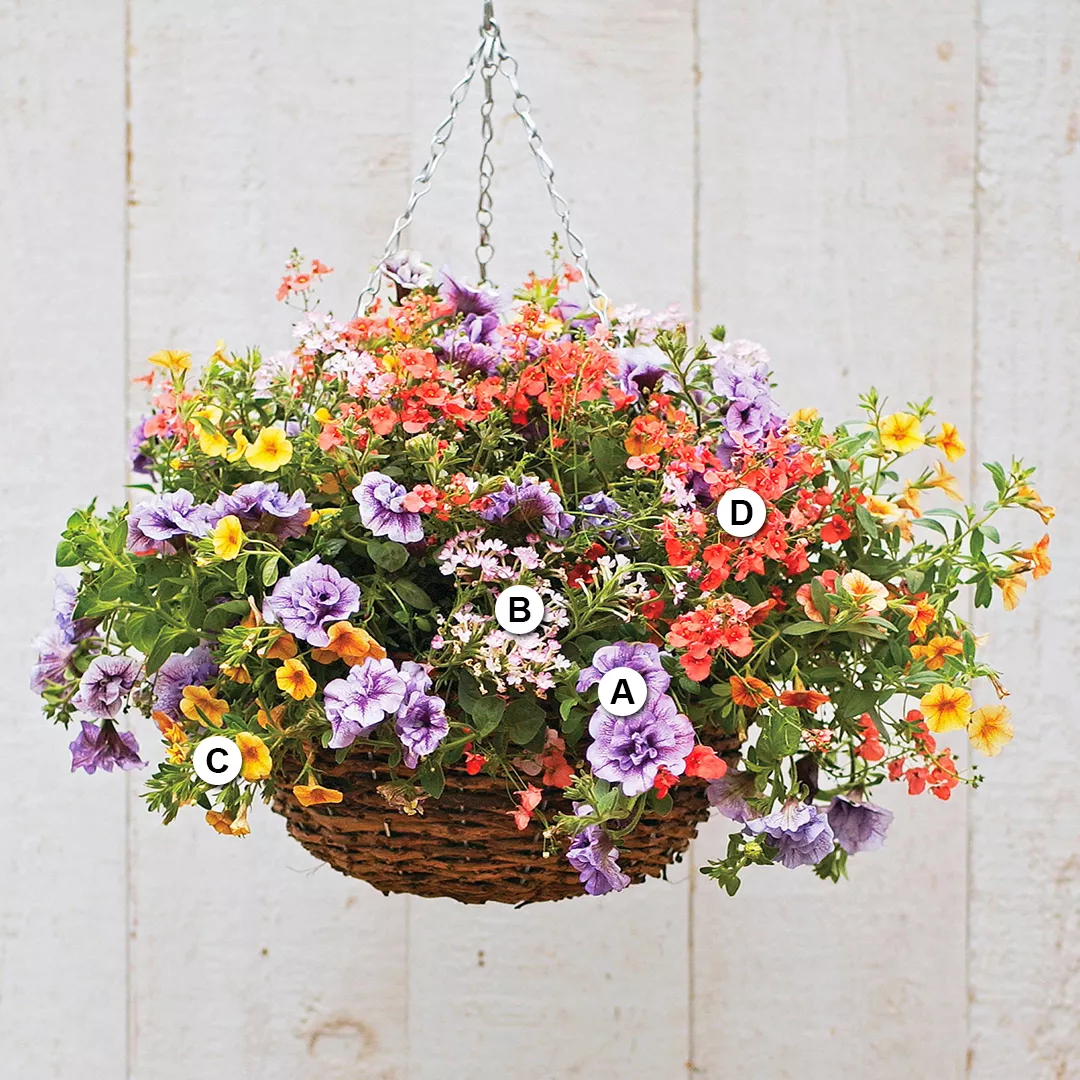 bright petunias verbena calibrachoa and diascia in basket