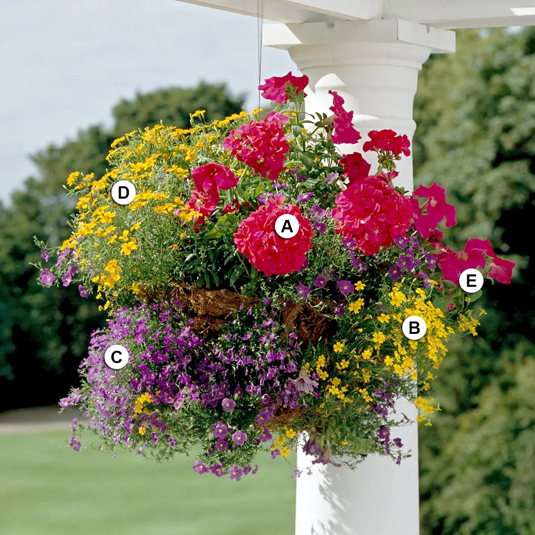 bold colors in hanging basket with geranium and marigold
