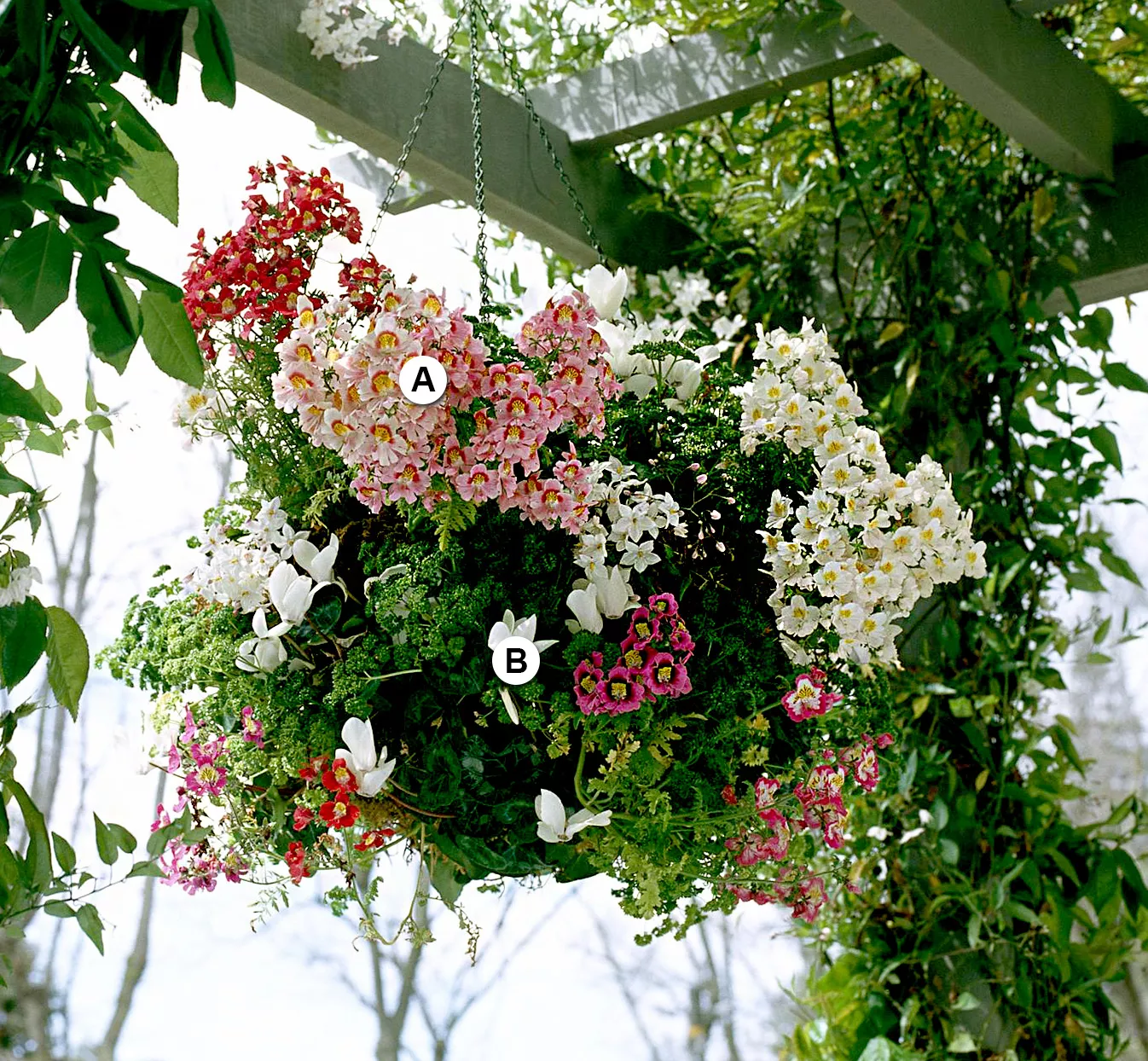 hanging basket with butterfly orchid and cyclamen