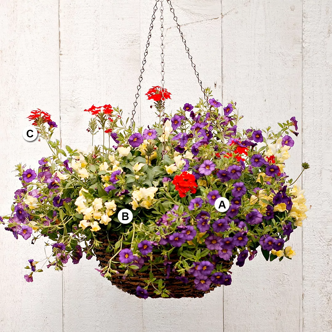 calibrachoa snapdragon and verbena in hanging basket