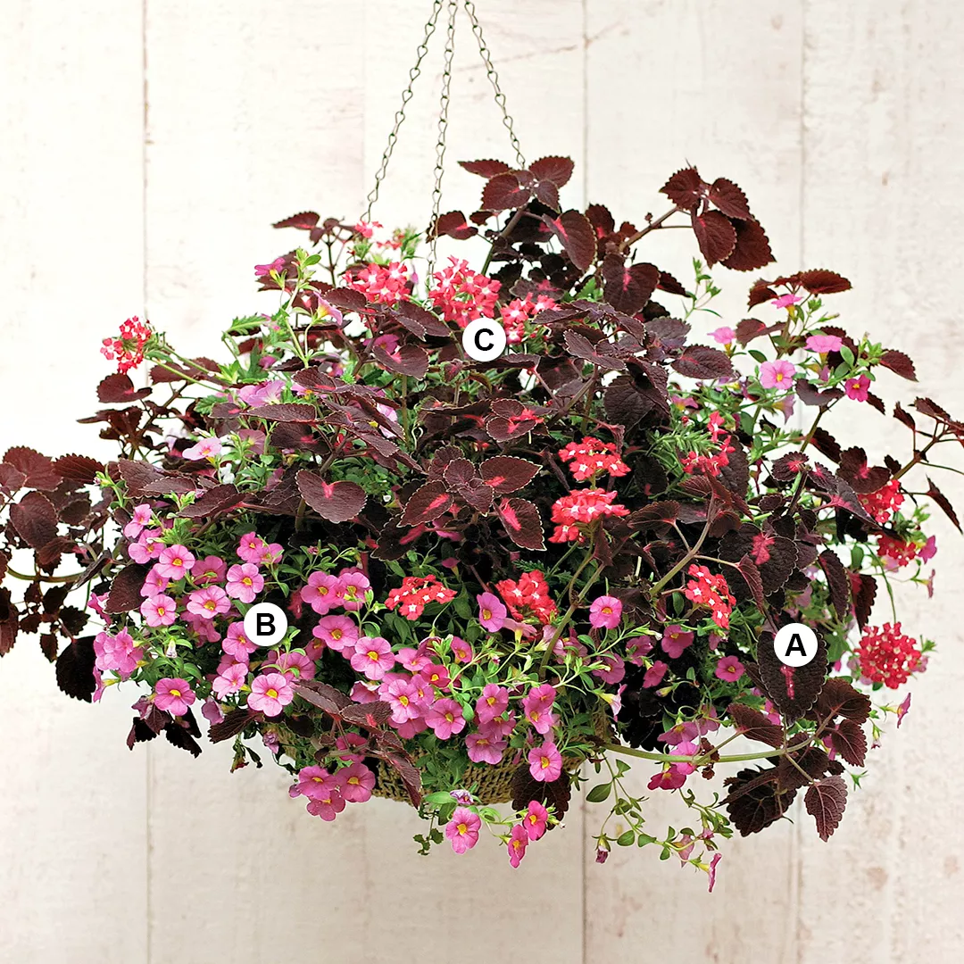 red coleus and verbena hanging basket