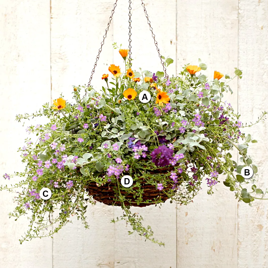 osteospermum licorice vine bacopa and verbena hanging basket