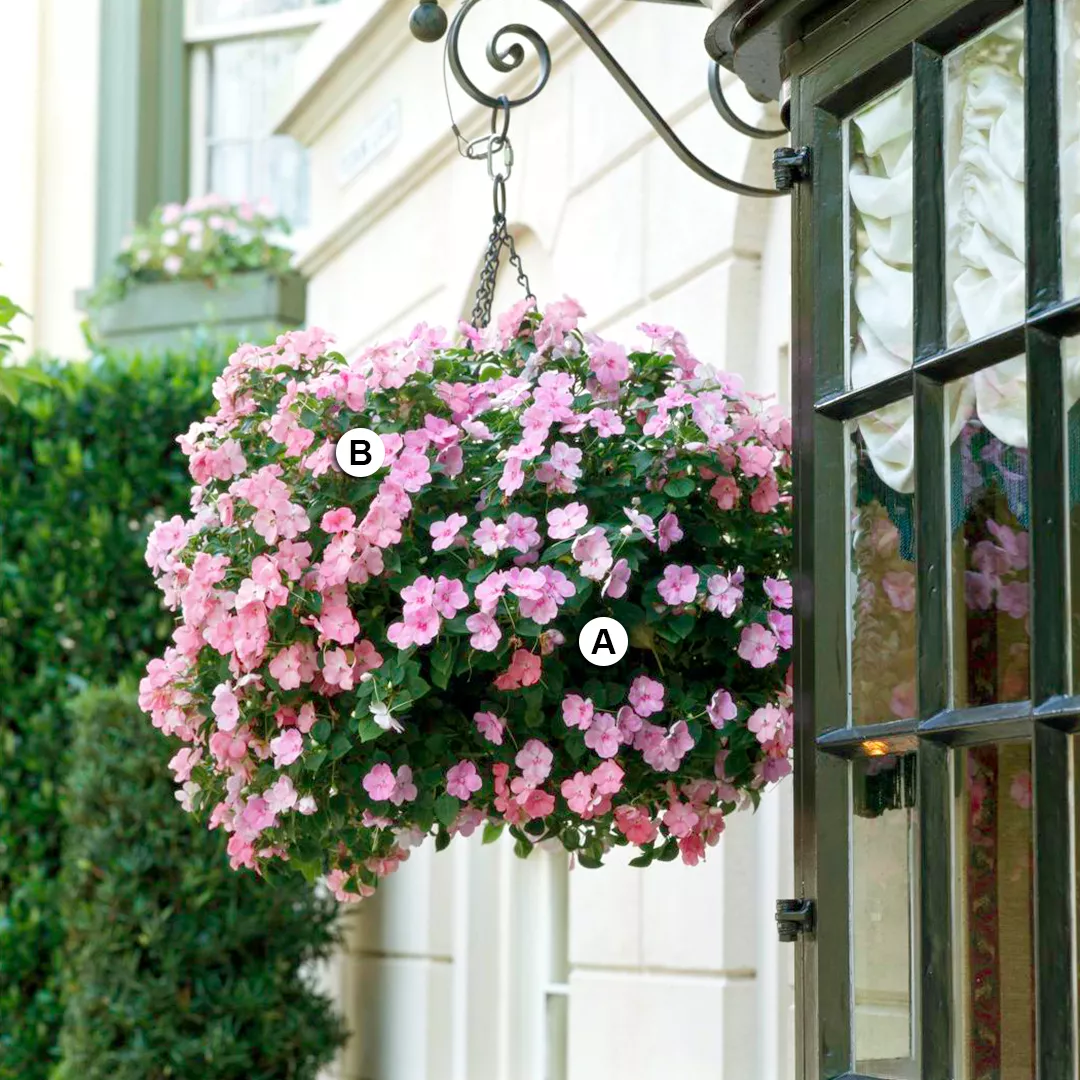 pink impatiens in hanging basket on house exterior