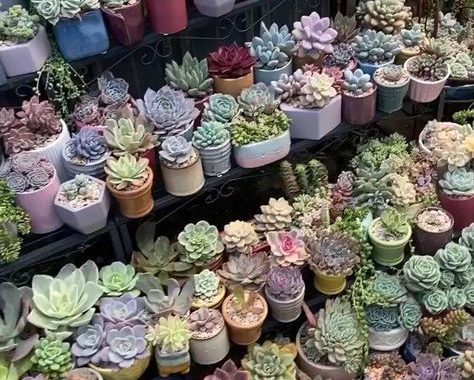 30 Charming Succulent Garden Ideas
