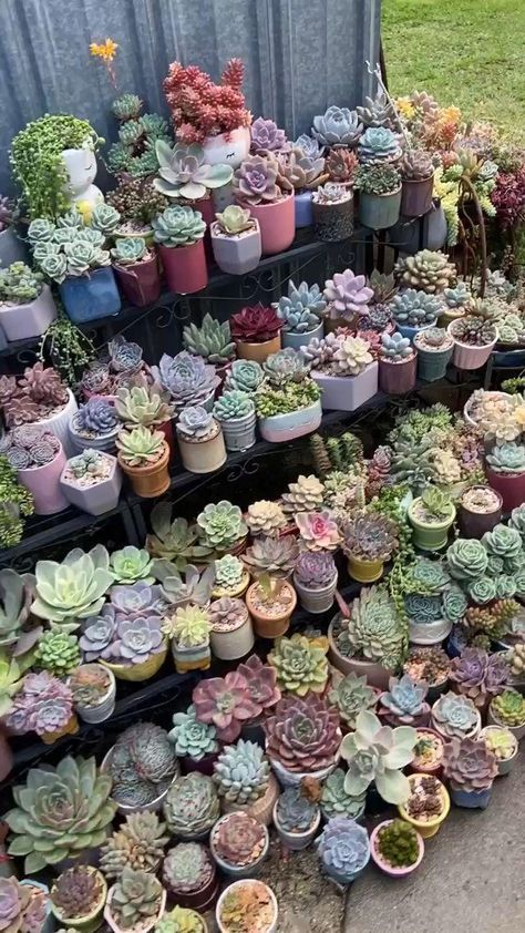 30 Charming Succulent Garden Ideas
