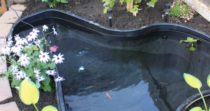 15 Small Pond Design Ideas