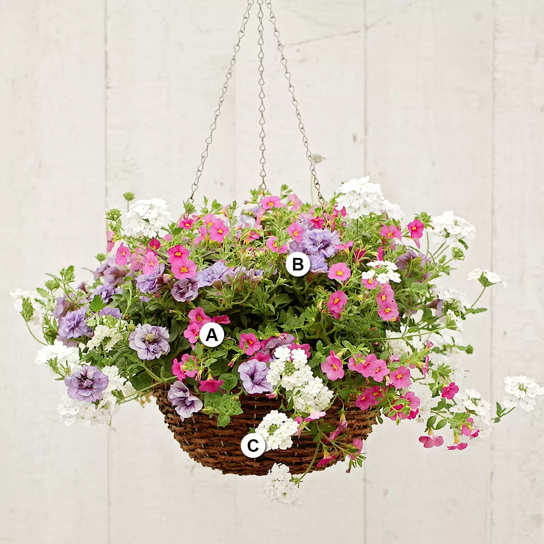 calibrachoa verbena petunia in hanging basket