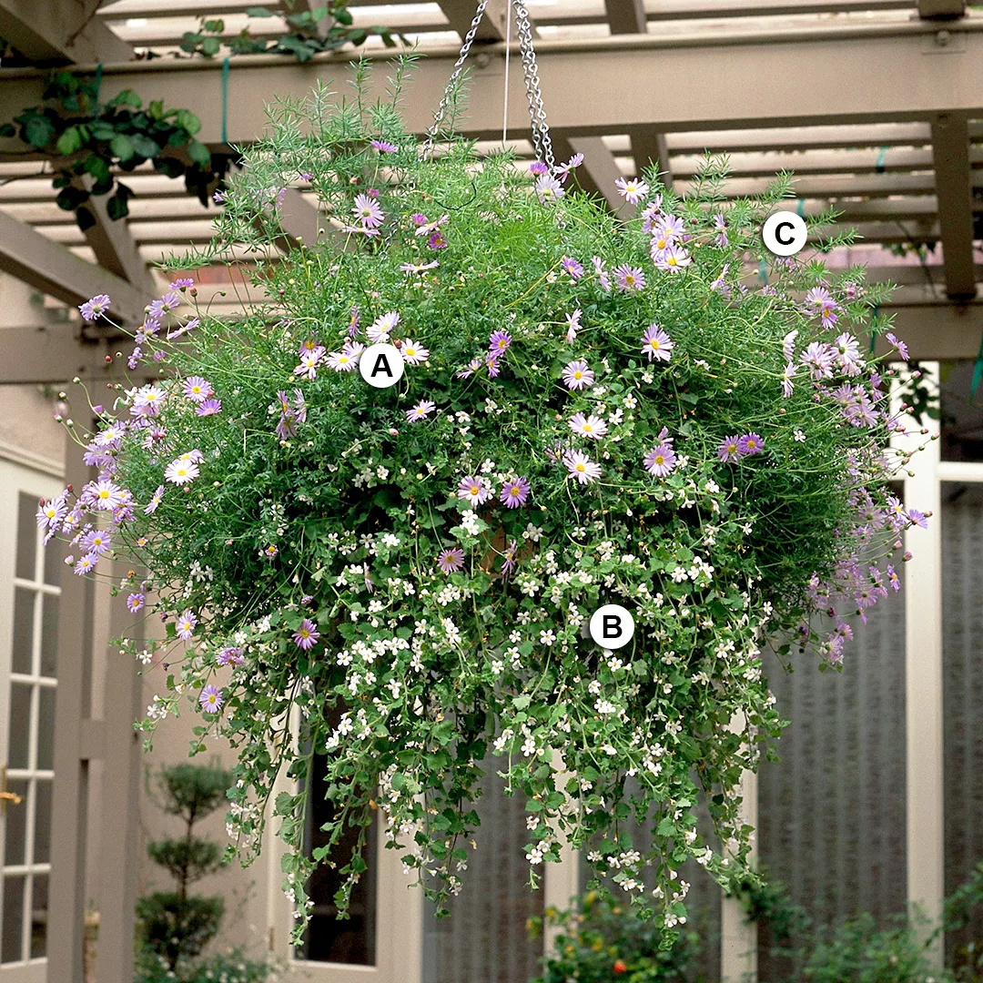 swan river daisy bacopa and asparagus fern in basket