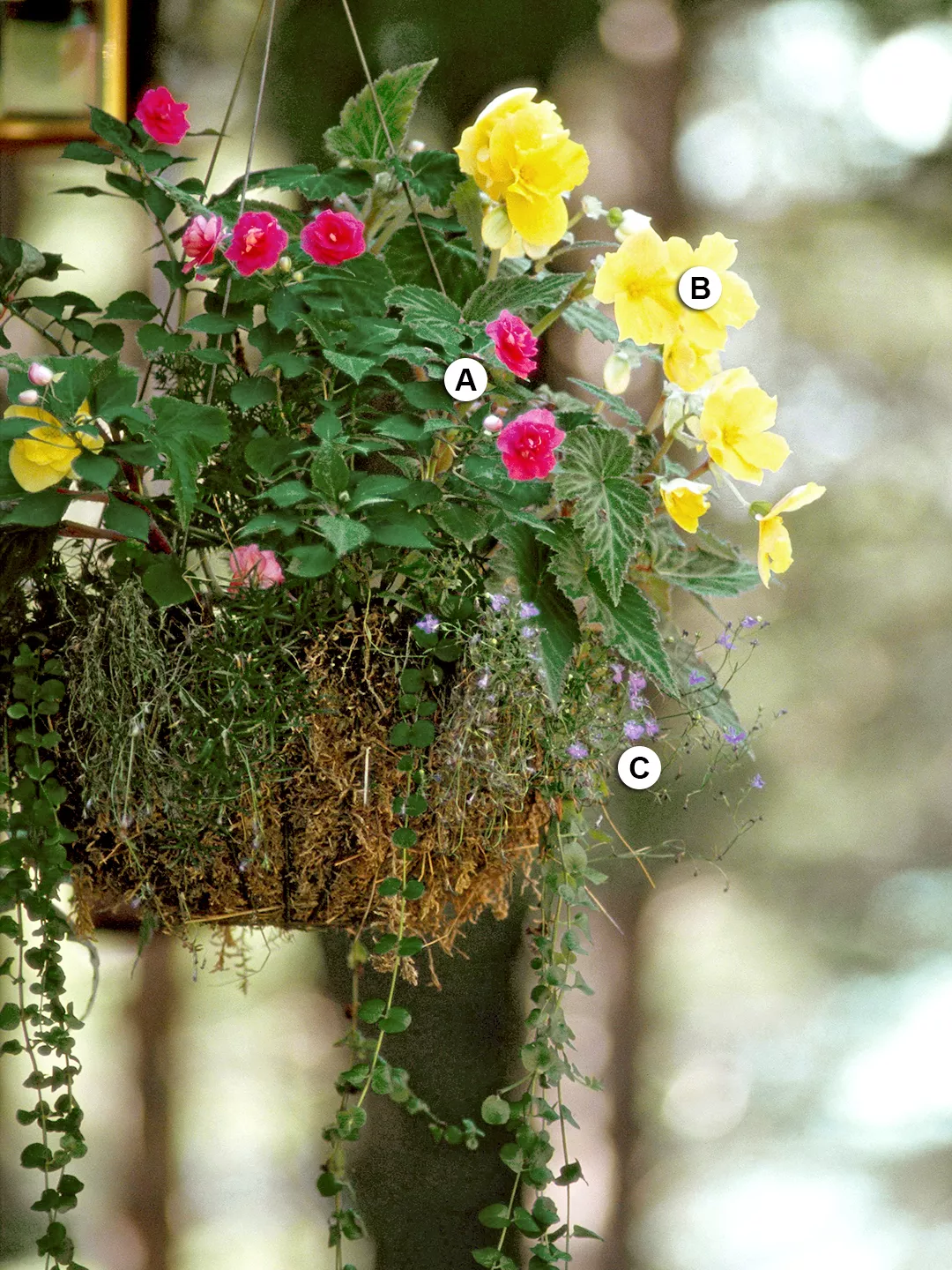 hanging basket with begonia and double impatiens